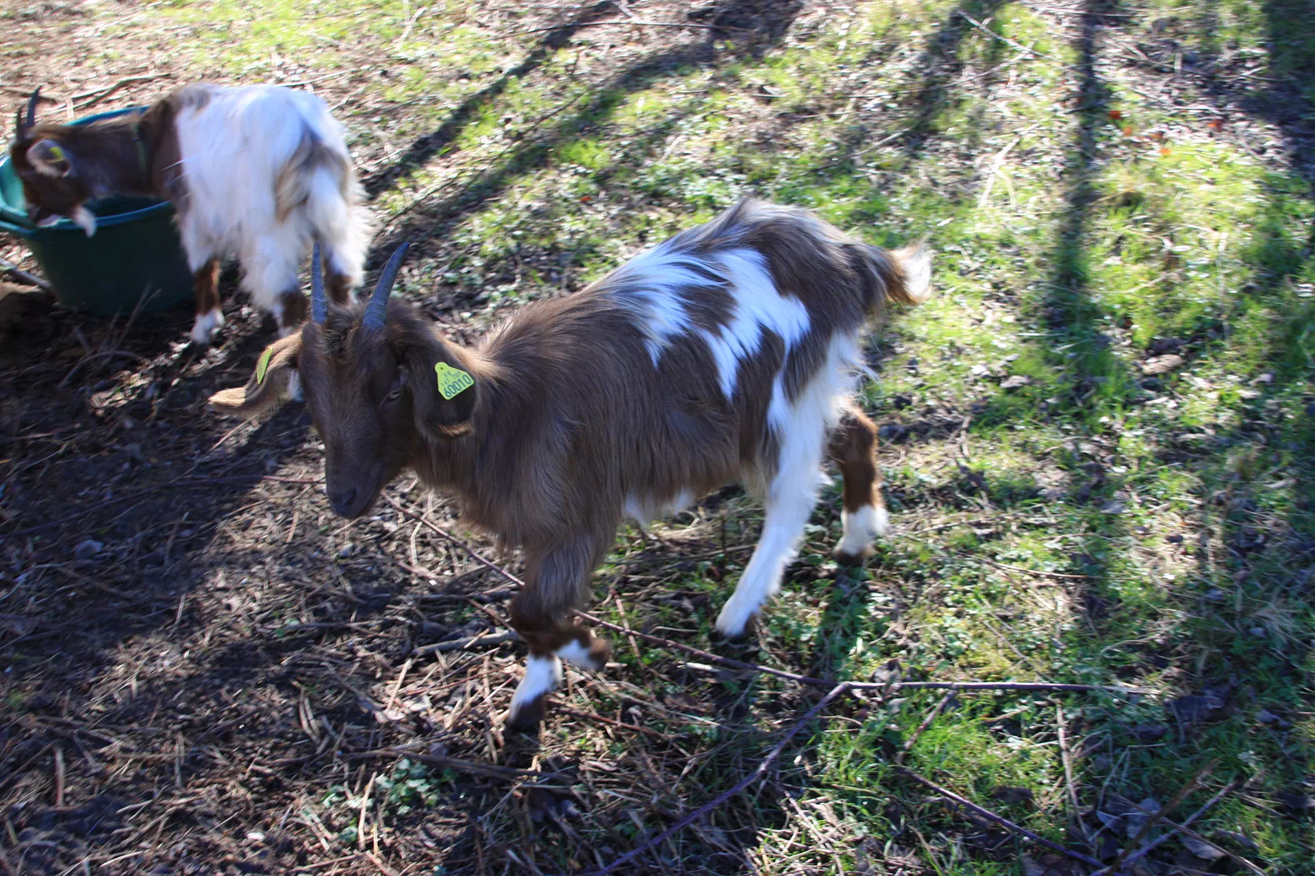 ecopaturage-de-vivies-espaces-verts-pamiers (2)