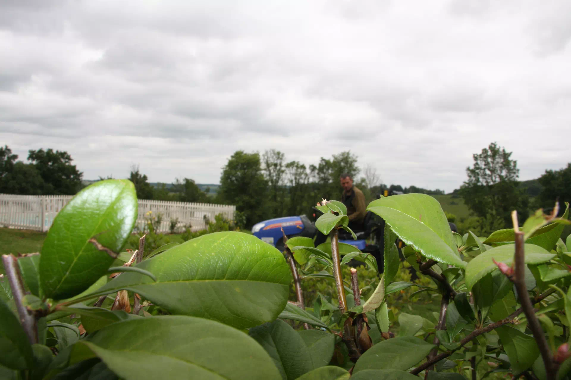 entretien-de-vivies-espaces-verts-pamiers (1)